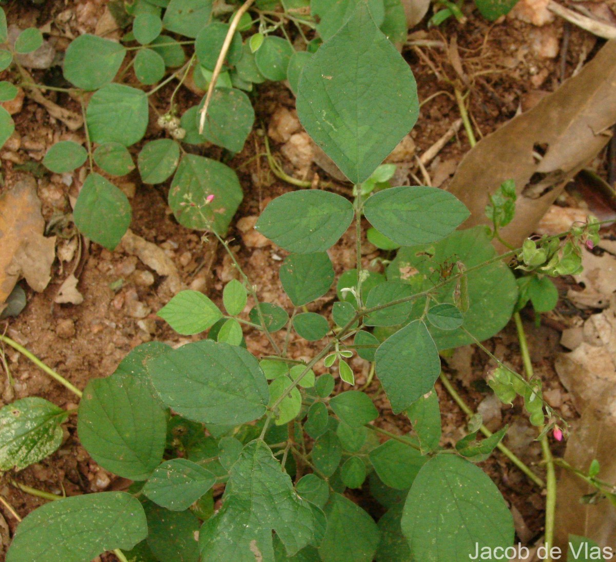 Pseudarthria viscida (L.) Wight & Arn.